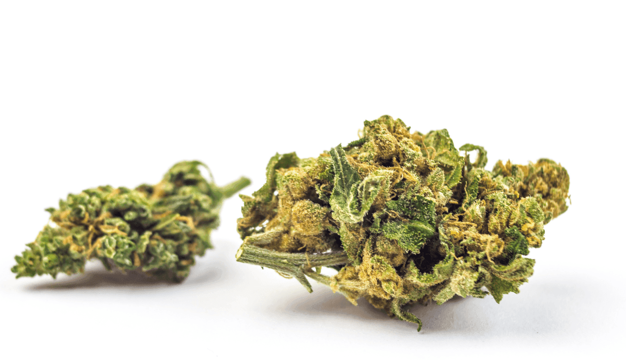 Cannabisblüten auf weissen Hintergrund